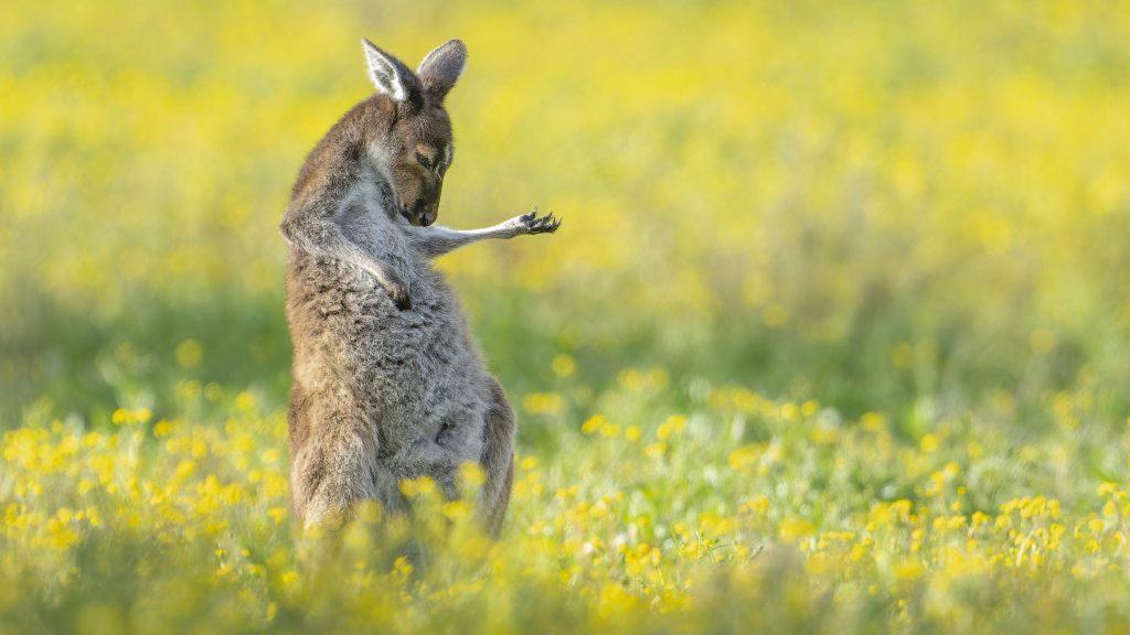 Az év legvicesebb természetfotói