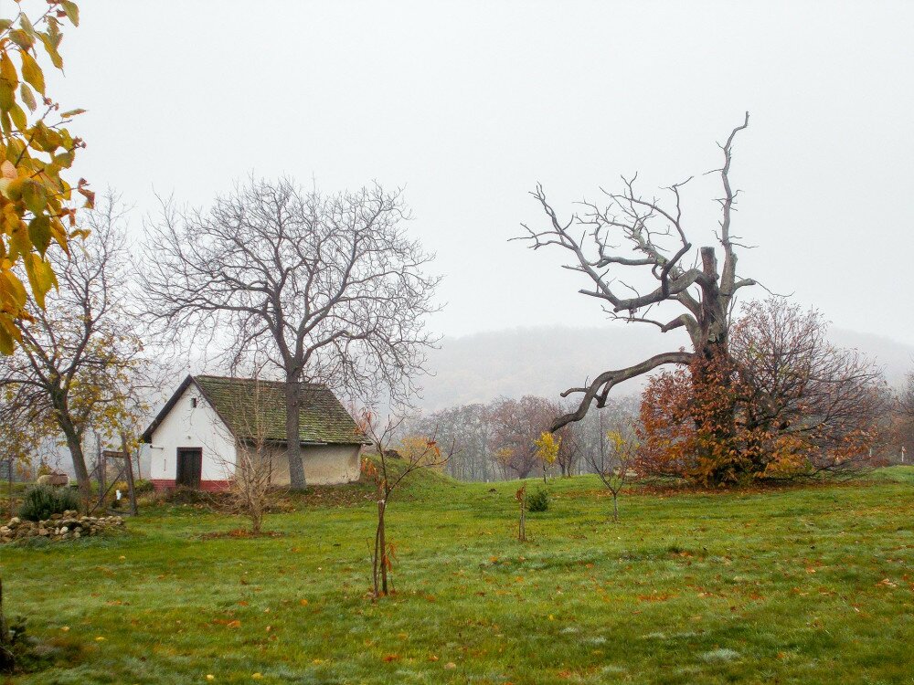 A Zengővárkonyi-szelídgesztenyés