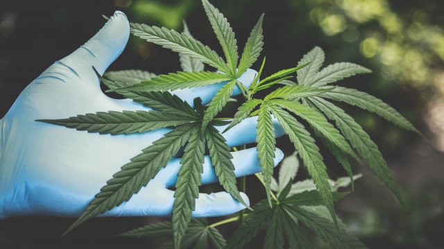 Ukrajna parlamentje most éppen a marihuána használatát legalizálta