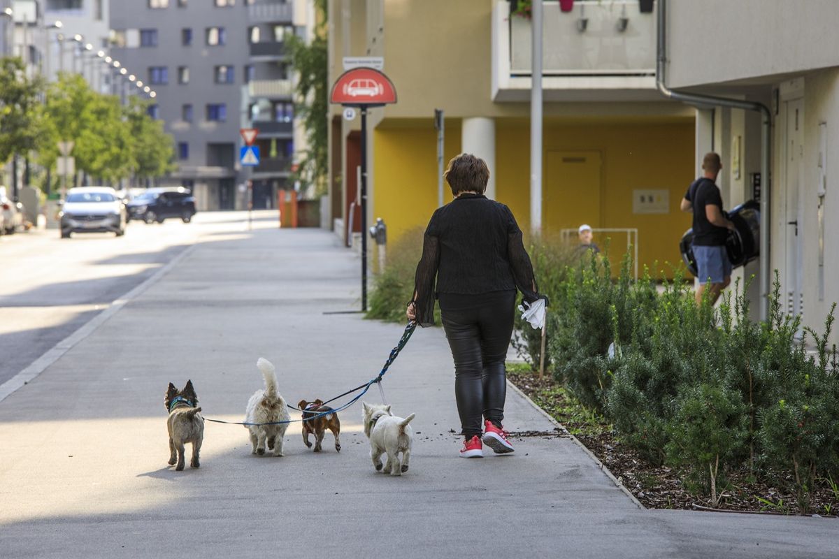Januártól kutyafelügyelők is ellenőrizhetik a kutyásokat – na, nem itthon
