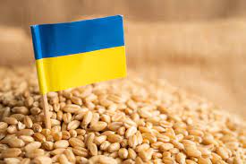 GMO-val szennyezett ukrán gabonát foglalt le a NÉBIH