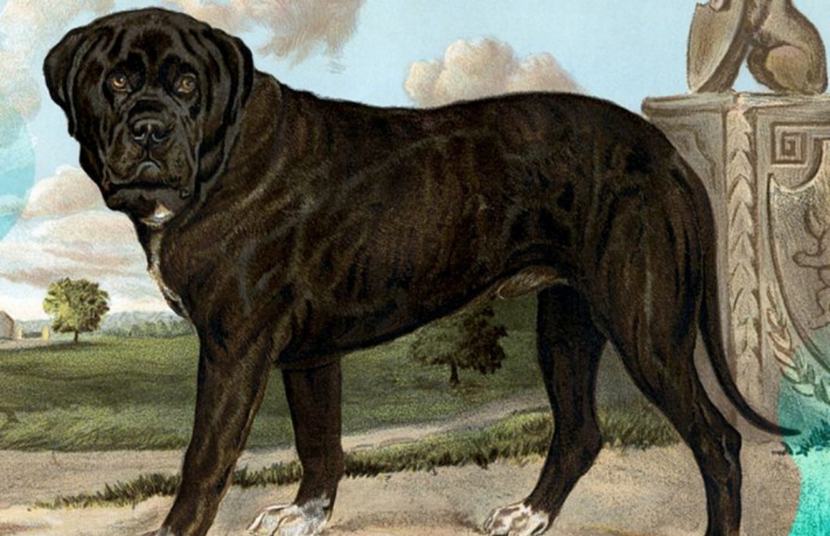 Az ókori Róma harci ebei