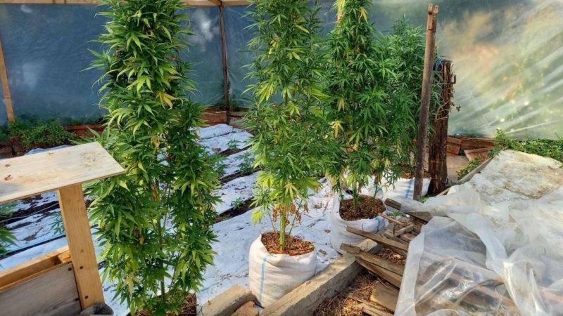 A TEK kapcsolta le a bihari drogtermelőt – fegyvereket is találtak