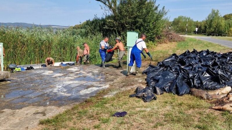 Tömegesen pusztultak a halak a Kis-Balatonnál