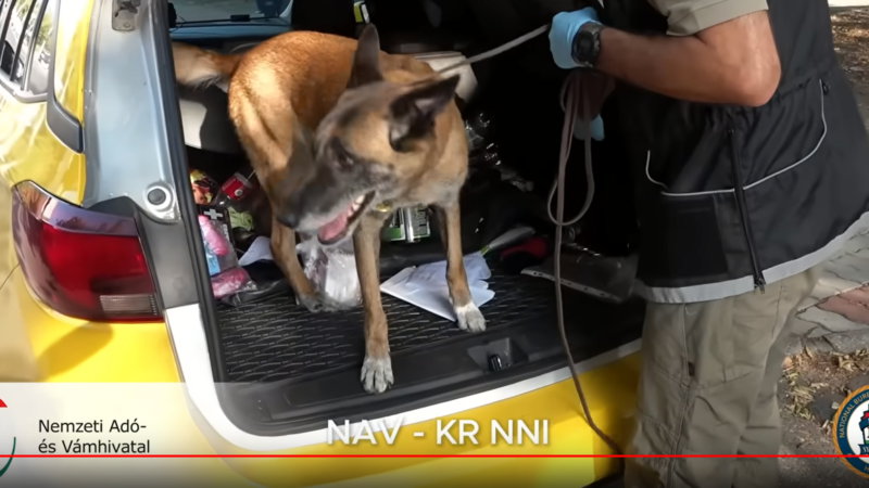 Száz rendőr és NAV-os csapott le a védelmi pénzt szedő, taxisokat fenyegető hiénákra – drogot is találtak