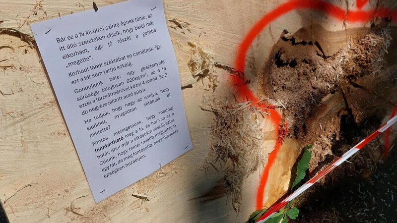 Autóval rontottak neki a faápolóknak Óbudán