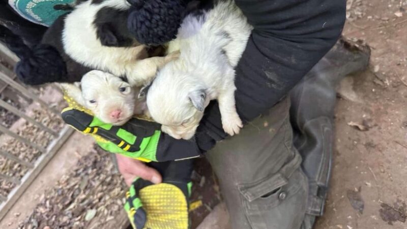 Ők a valódi felelősei a csöngei szaporítótelep létezésének