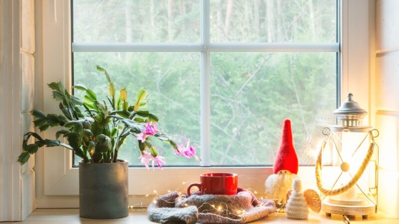 Így gondozd a karácsonyi kaktuszt