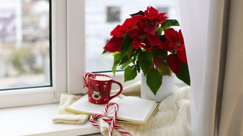 Mindent a Mikulásvilágról