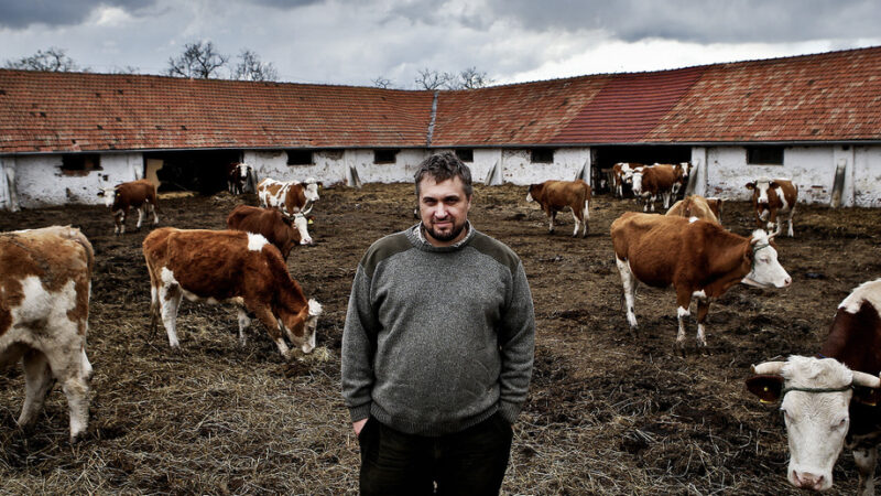 Szén-dioxid-adót vetnének ki az állattenyésztőkre Dániában