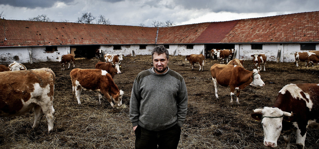 Szén-dioxid-adót vetnének ki az állattenyésztőkre Dániában