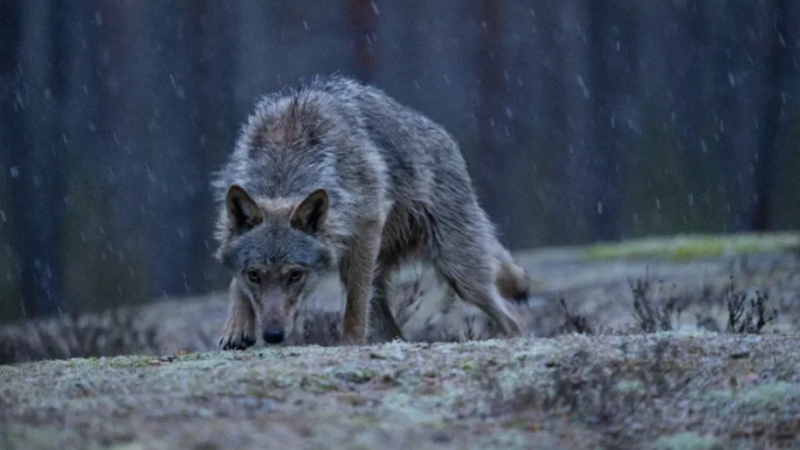 Svédország kiirtaná farkasállományának a felét