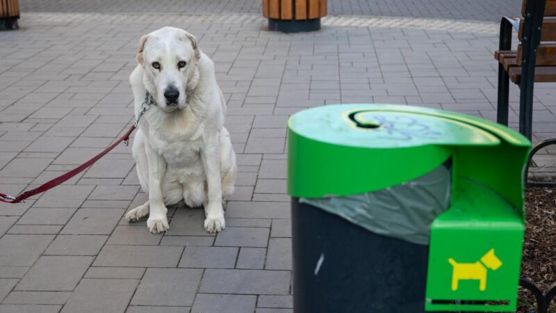 Soproni hadat üzent a kutyaürüléknek