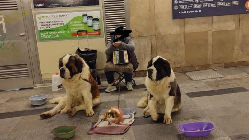 Betiltották a kutyás koldulást Budapesten