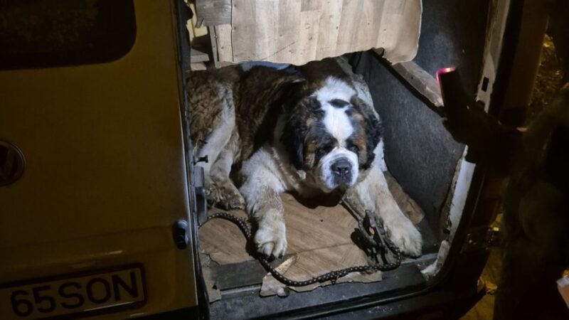 Állatvédők kapták el a kutyás román koldusokat