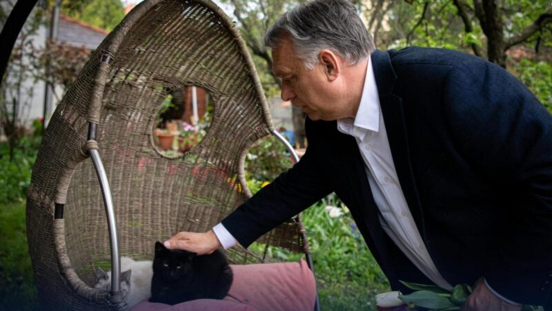 Jönnek az állatvédemi szigorítások