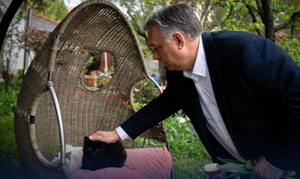 Jönnek az állatvédemi szigorítások