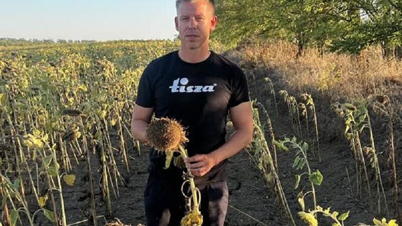 Üzenjük Magyar Péternek – nem a politika, az aszály ölte meg a napraforgót az Alföldön