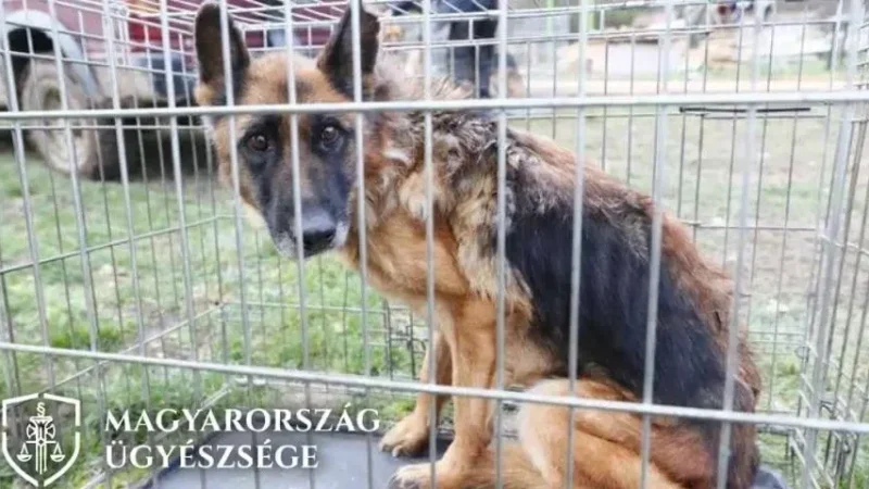 Állatkínzó ellen emeltek vádat Nógrádban