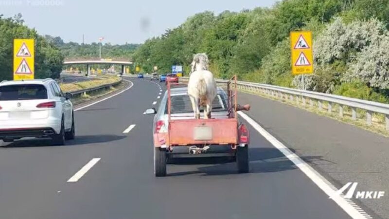 Sima utánfutóban száguldott a hófehér paripa az M7-esen