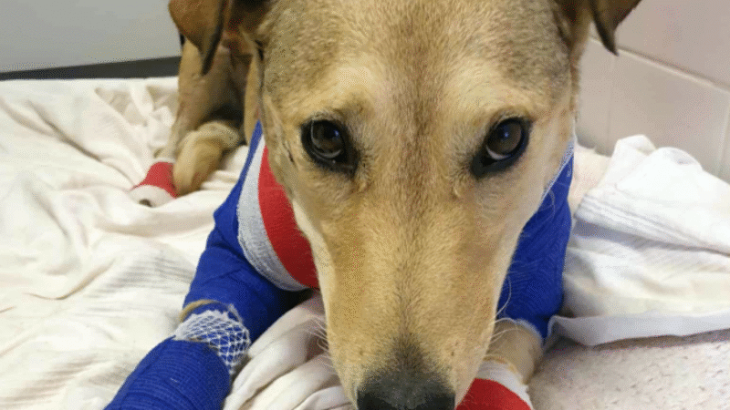 Jobban van Rozi kutya, akit a gazdája az autójával közel 100 km-es sebességgel vonszolt végig a betonúton