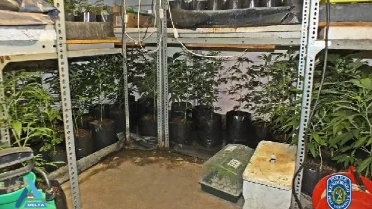 Több mint 300 tő kannabiszt találtak egy érdi ház udvarán