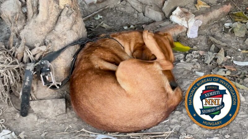 Kutyáikat egymásnak uszító tinédzsereket fogott el a rendőrség  – Videóval