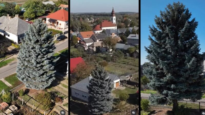 Nyírségi fenyőfa lesz az ország karácsonyfája