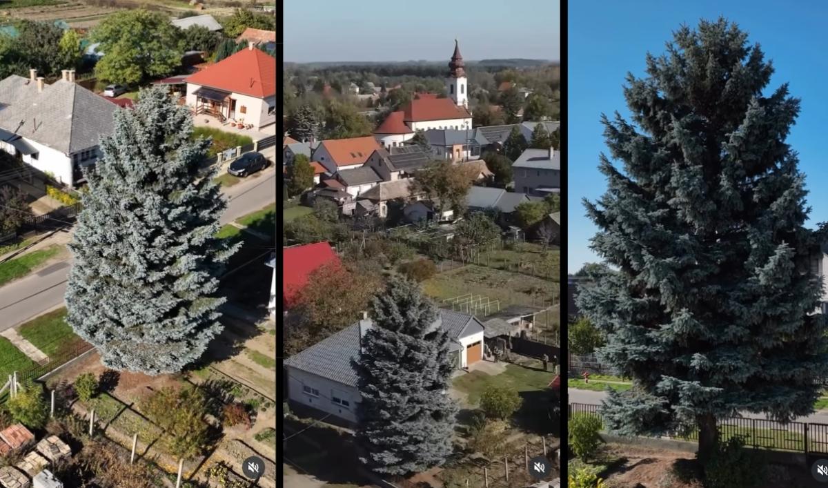 Nyírségi fenyőfa lesz az ország karácsonyfája