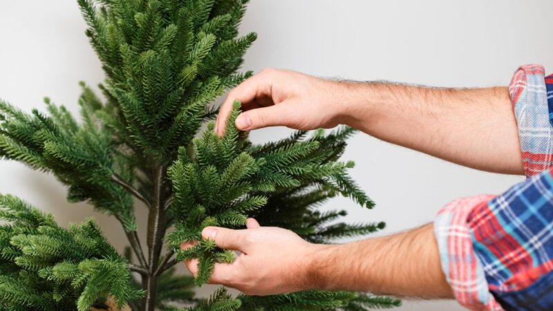Az igazi vagy a műfenyő a jobb karácsonyra? – Most megválaszoljuk!