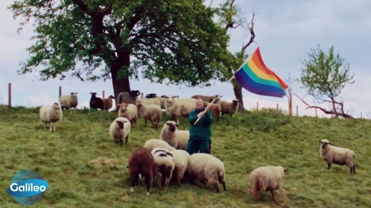 Homoszexuális kosok gyapjújából indított divatmárkát egy német juhász