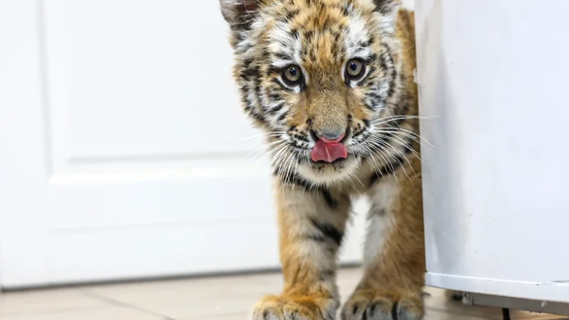 Hogy kerül egy kistigris egy tiszafüredi férfi házába?