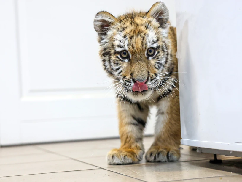 Hogy kerül egy kistigris egy tiszafüredi férfi házába?