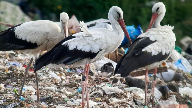 Megérkeztek az első gólyák Magyarországra