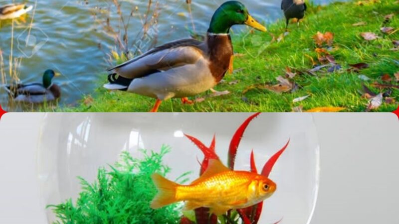 A Városligeti-tó fenntartói nem tudnak arról, hogy a vendégmunkások érkezése után tömegesen tűntek el a kacsák és az aranyhalak