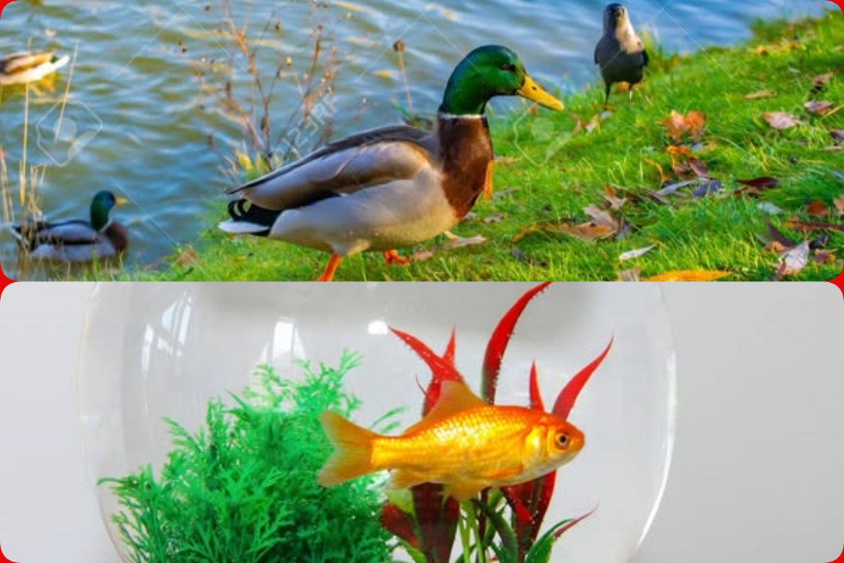 A Városligeti-tó fenntartói nem tudnak arról, hogy a vendégmunkások érkezése után tömegesen tűntek el a kacsák és az aranyhalak