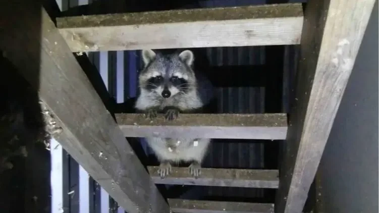 Titkos állatkertet számoltak fel Keszthelyen