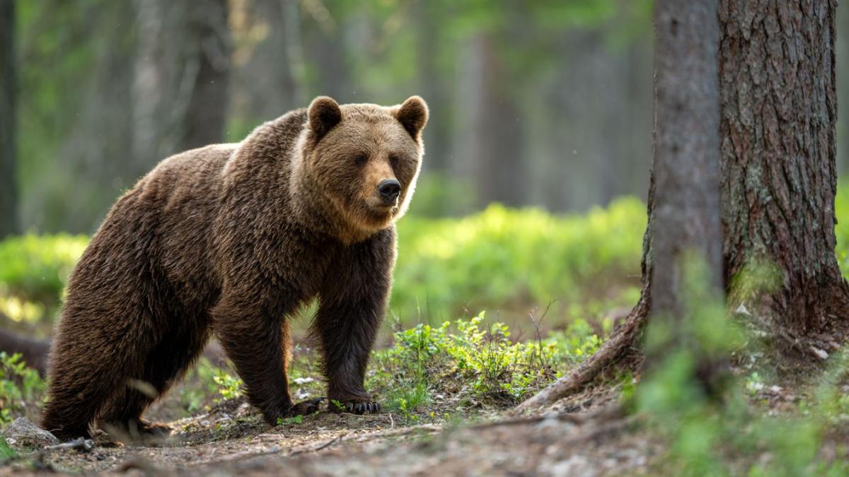 Medve nyomára bukkantak Cserhátsurány határában
