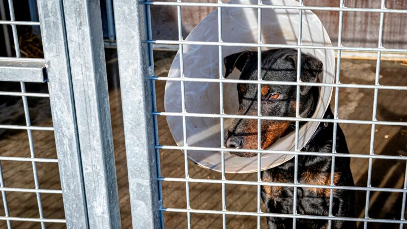 Megérkeztek az első mentett kutyák a büntetés-végrehajtási intézetbe!