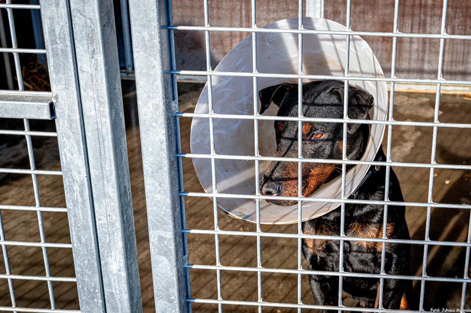 Megérkeztek az első mentett kutyák a büntetés-végrehajtási intézetbe!