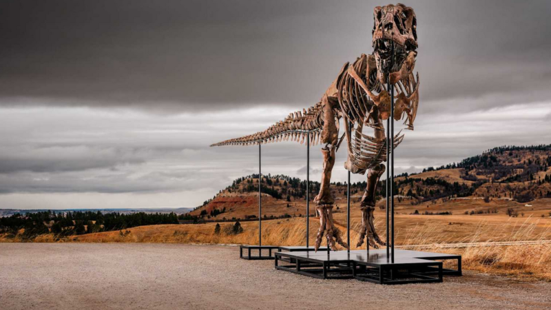 Történelmi rekordot dönthet a Sotheby’s árverésén a „Gus” nevű T. rex csontváz