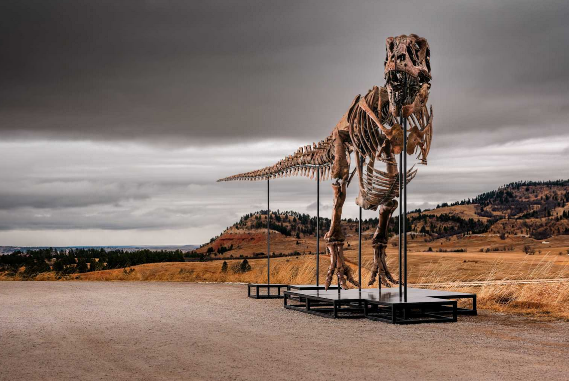 Történelmi rekordot dönthet a Sotheby’s árverésén a „Gus” nevű T. rex csontváz