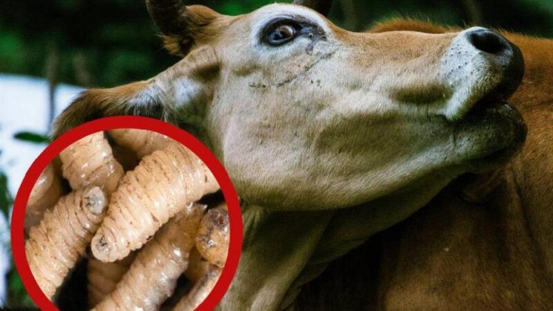 Kanada importkorlátozást vezet be a texasi csavarféreg-fertőzés miatt