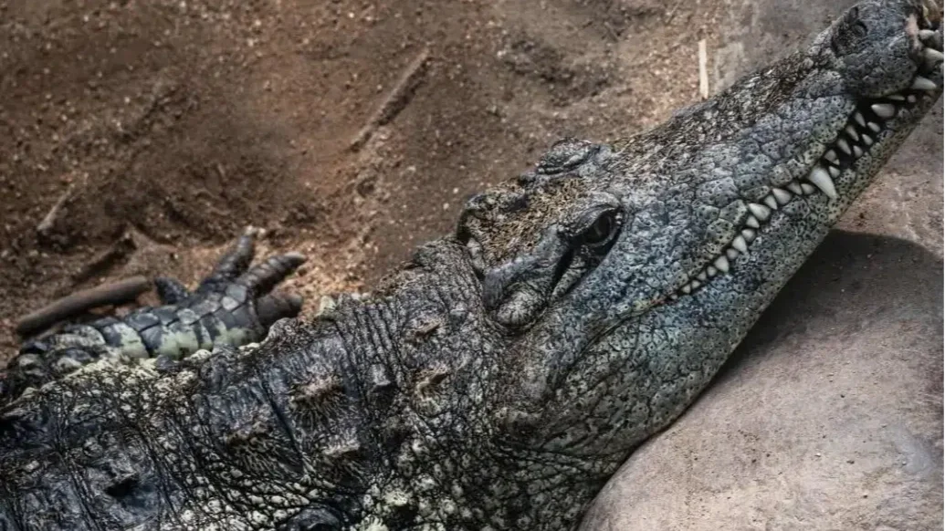 Életveszélyes támadás: Krokodilok közé dobott egy hároméves gyereket egy férfi egy angliai állatkertben