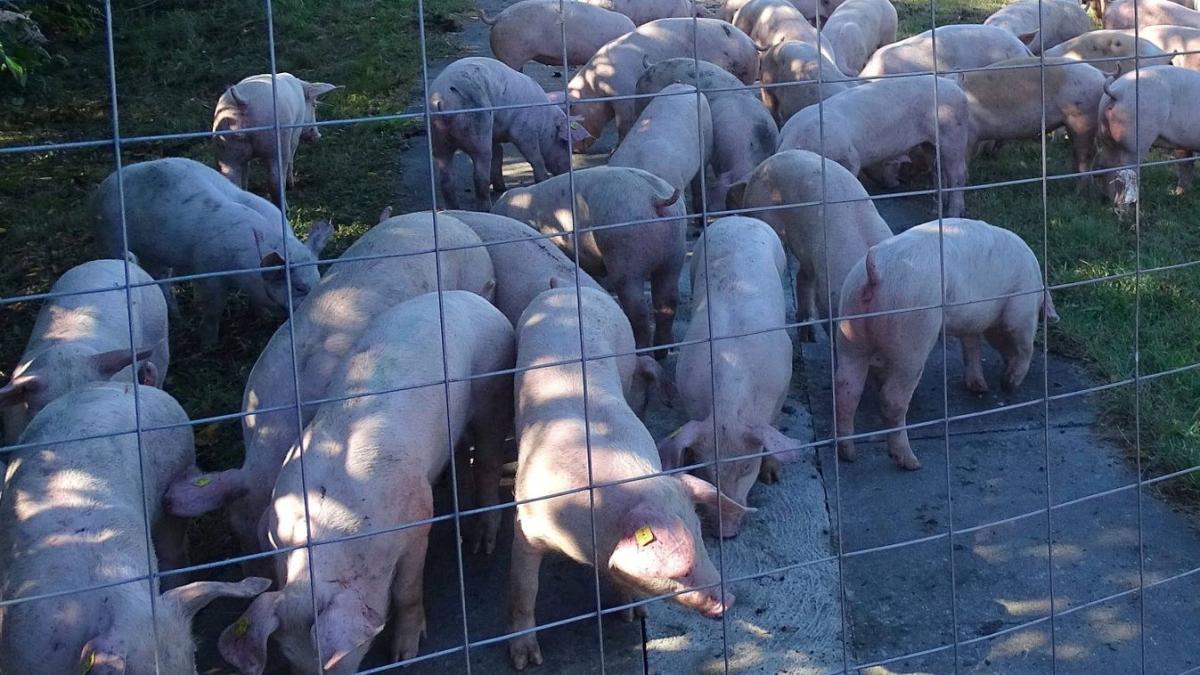 Afrikai sertéspestis: bezártak egy 3000-es állományú telepet Vállajon